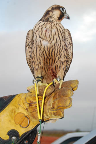 Bullet System on Falcon