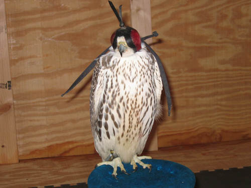 Gyrfalcon