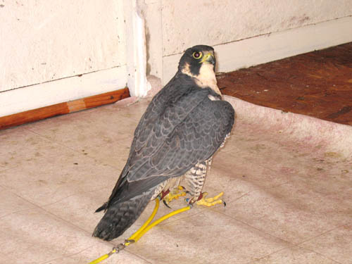 Peregrine 3