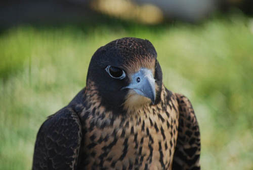 Peregrine