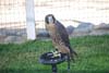 Peregrine Weathering